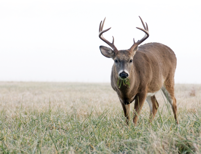 Benefits of Grass-Fed Meat